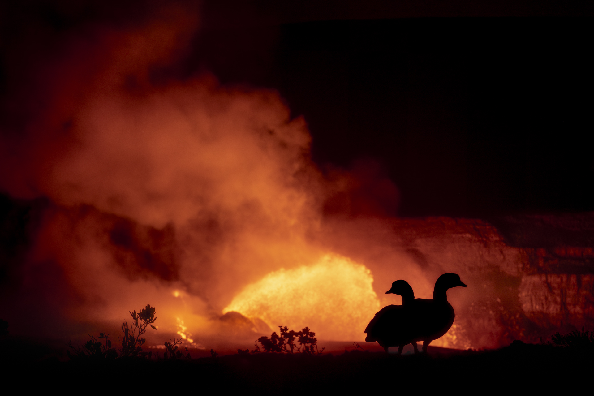 Lava geese