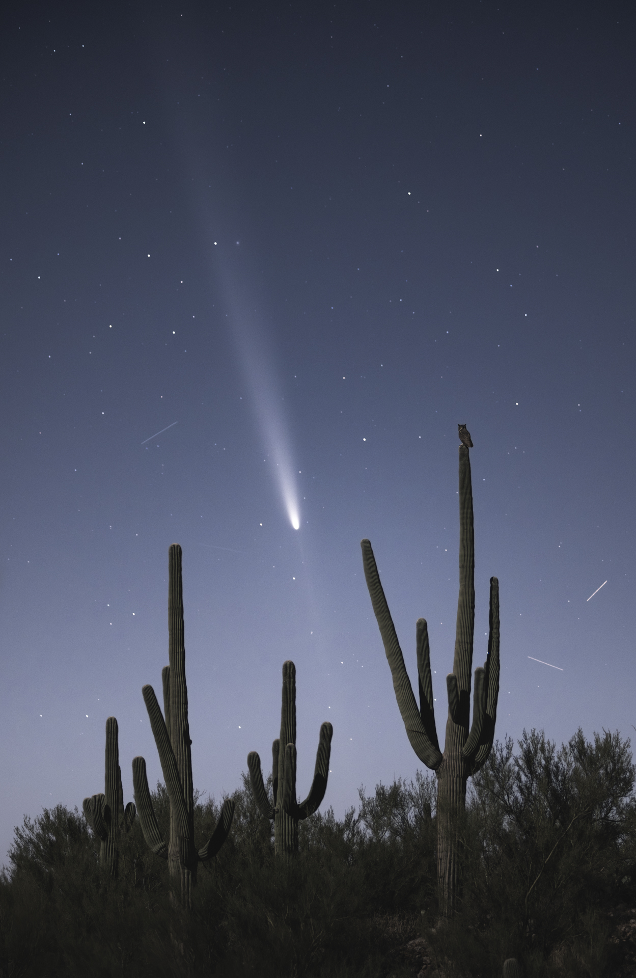 Owl comet