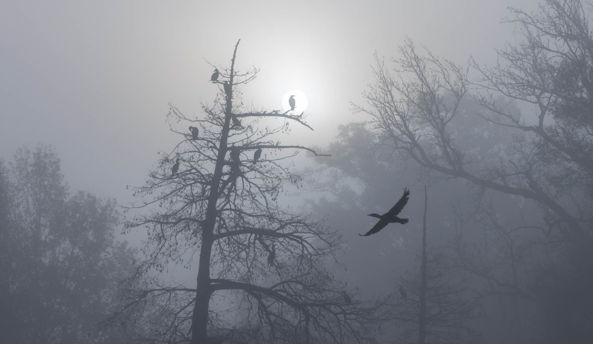Misty cormorants