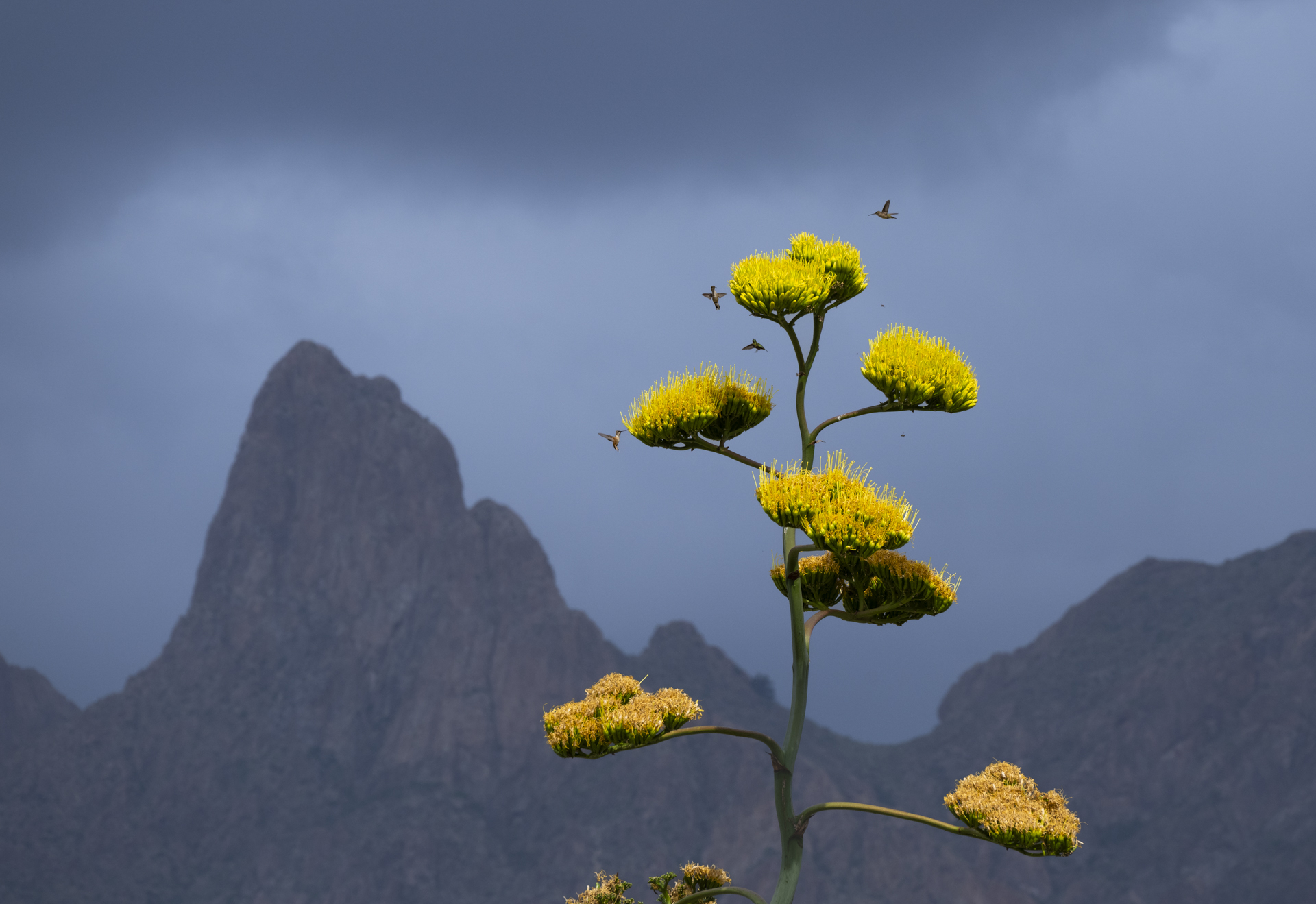 Agave hummingbirds